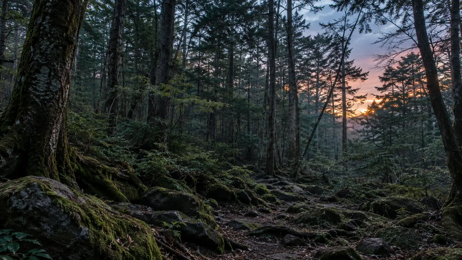 Aokigahara Forest