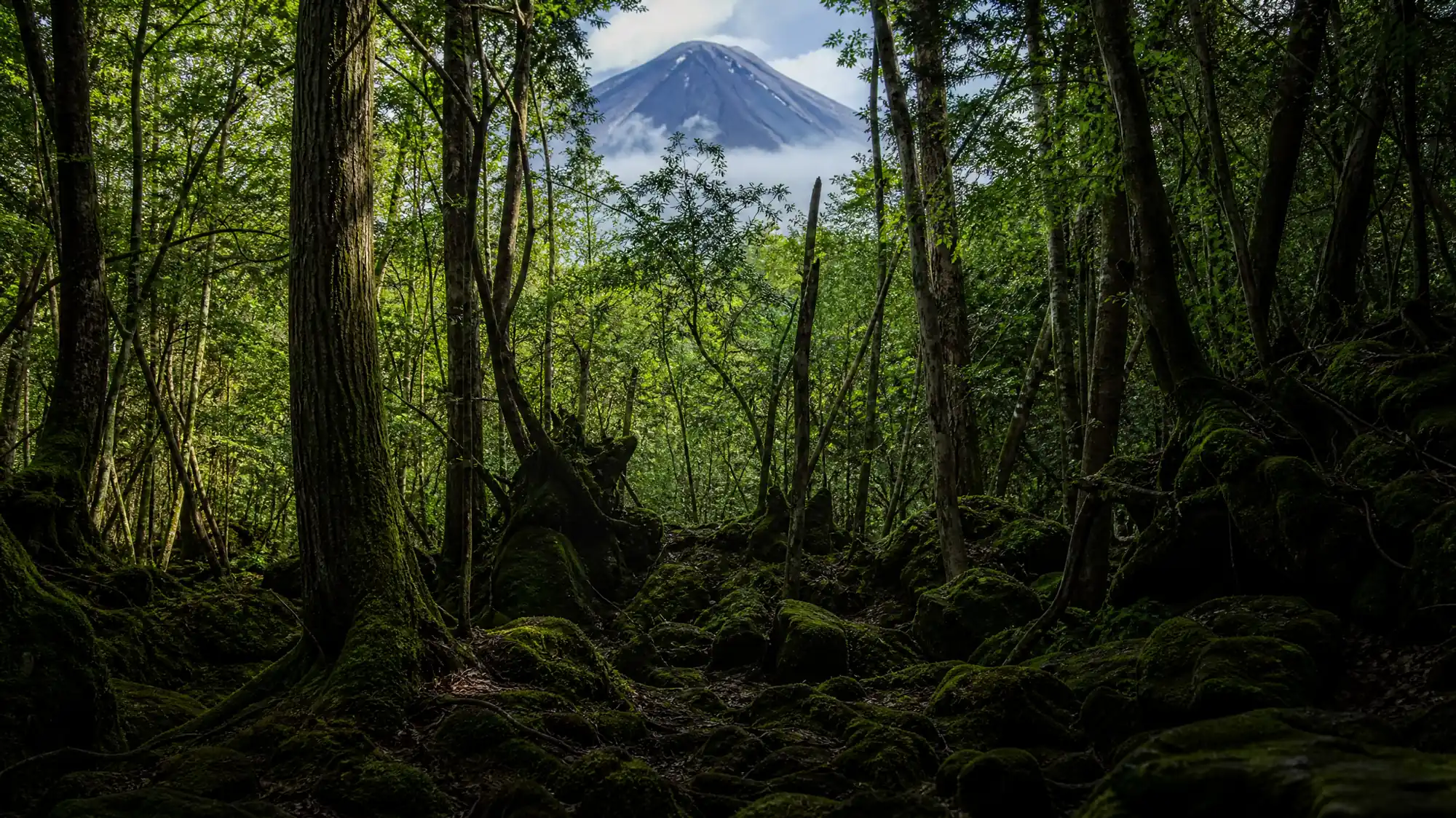 Explore 30 square kilometers of primeval forest and natural lava tubes. Compare guided hikes and plan your route from central Tokyo.
