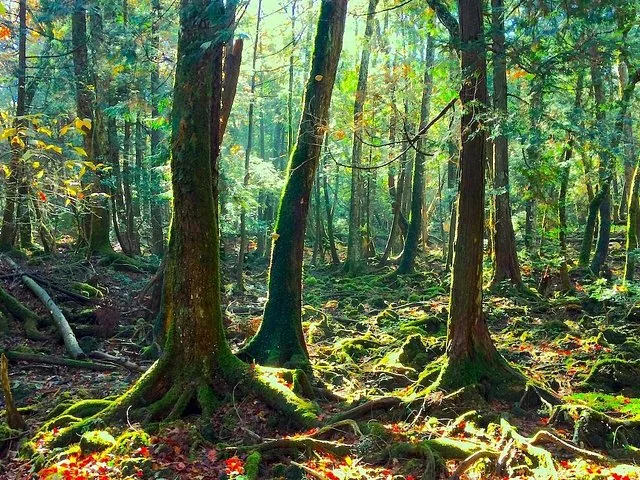 Sunlight filtering through the moss-covered trees of Aokigahara Forest.