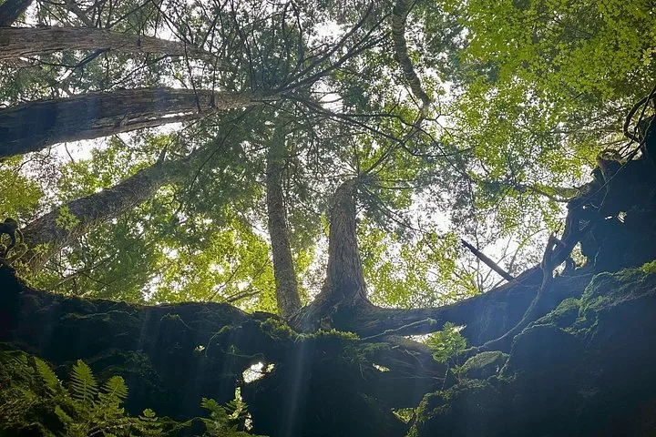 Looking up at tall trees from inside a rocky cave opening.