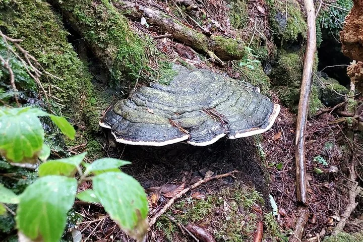 Large bracket fungus growing on a mossy tree trunk in a forest.