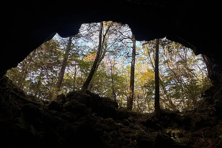 View of forest trees seen from inside a dark rocky cave.